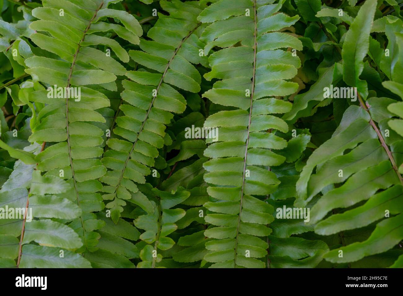 floral backgrounds, Nephrolepis exaltata or Boston fern or Green Lady houseplant as a background. natural abstract with closeup love ladder plant leav Stock Photo