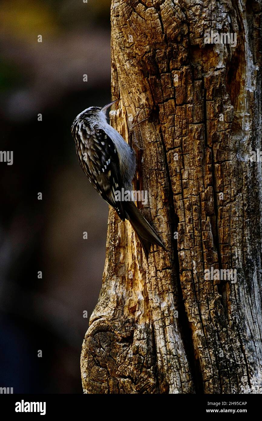 Certhia brachydactyla - The Common or European Hopper is a species of bird in the Certhiidae family. Stock Photo