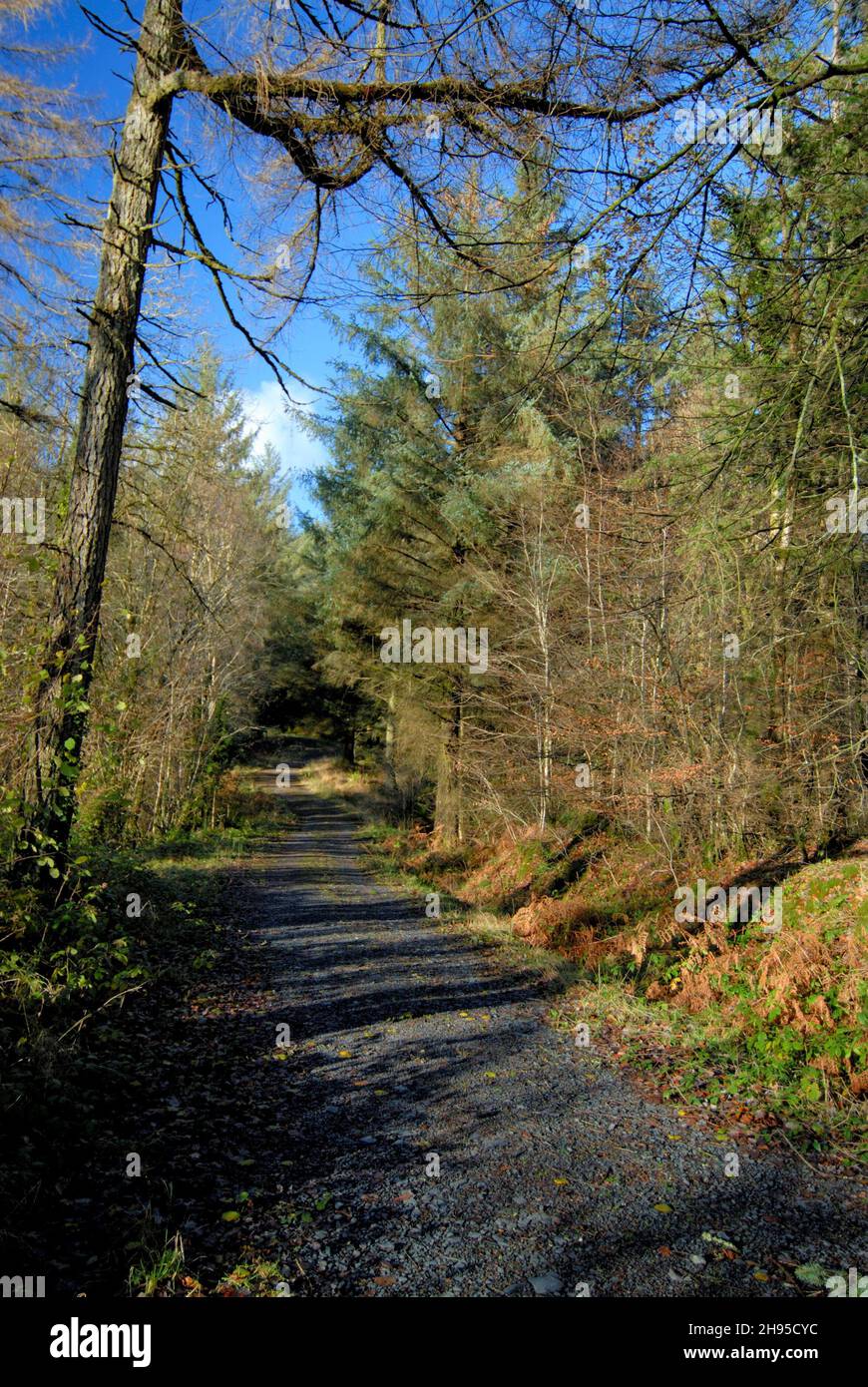 Woodland walks in Tan-y-Coed, Gwynedd Wales UK Stock Photo