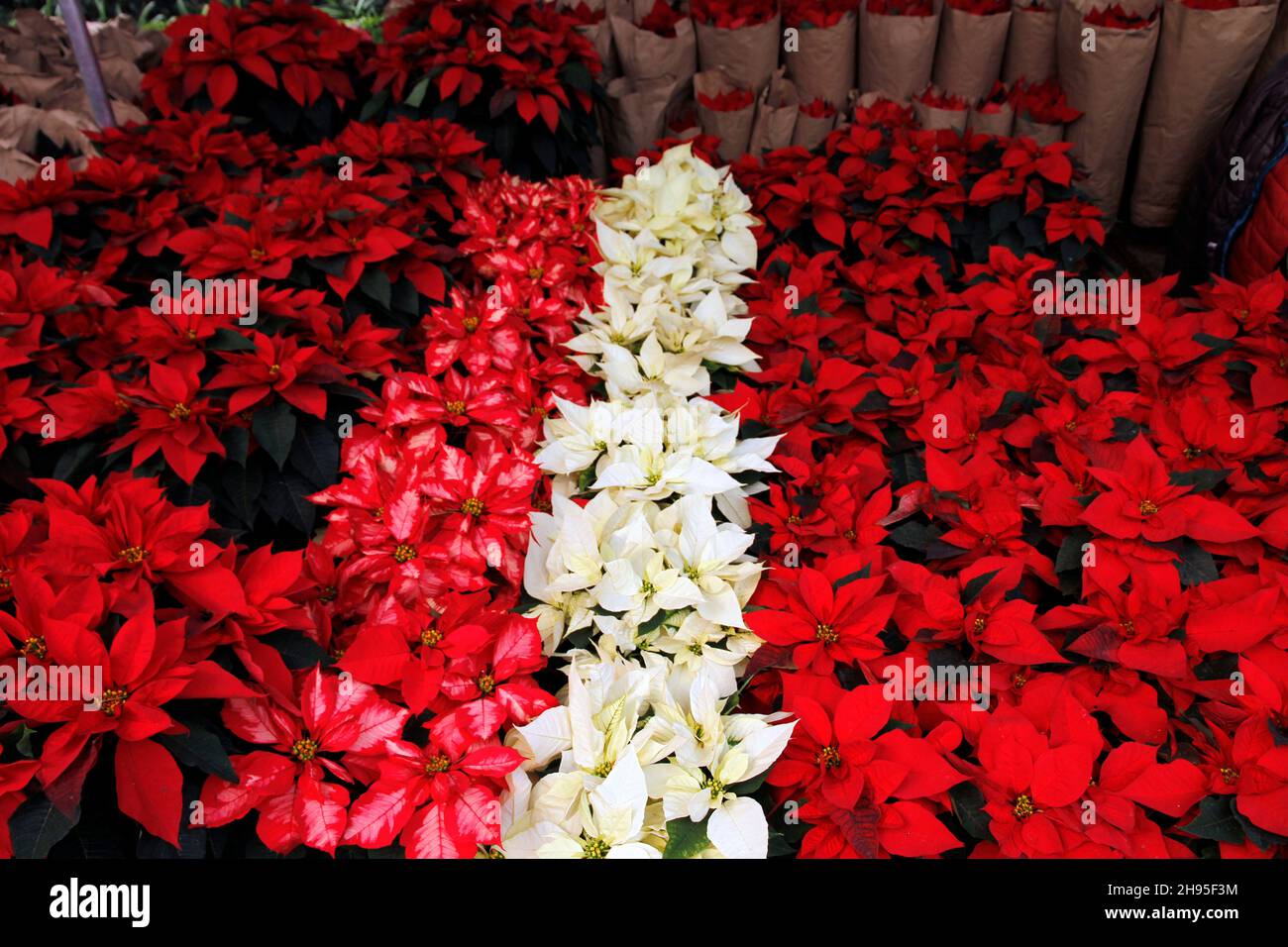Non Exclusive: MEXICO CITY, MEXICO - DECEMBER 3, 2021: Persons visit stands of Farmers that offer the traditional Christmas Eve Flower in its various Stock Photo