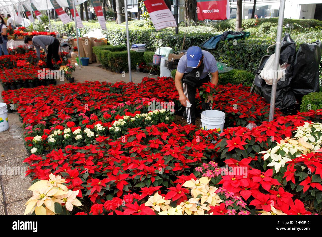 Non Exclusive: MEXICO CITY, MEXICO - DECEMBER 3, 2021: Persons visit stands of Farmers that offer the traditional Christmas Eve Flower in its various Stock Photo