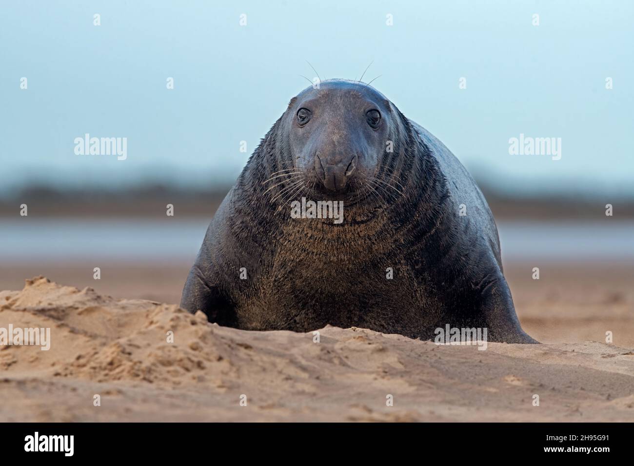 Male Atlantic Grey Seal (Halichoerus grypus) travelling from sand dunes toward the sea Stock Photo