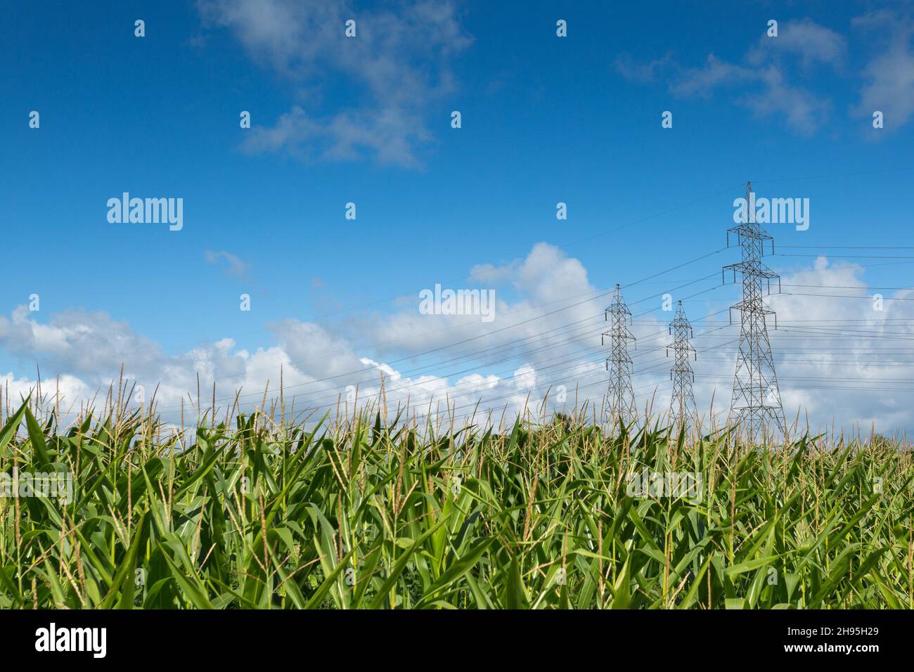 Three electric pylons with electric wires in a corn field with blue shy ...