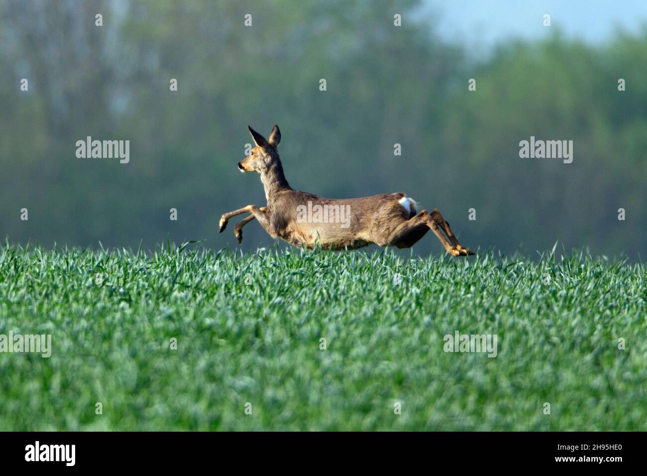Roe deer, (Capreolus capreolus), fleeing over cornfield, in full flight, Lower Saxony, Germany Stock Photo
