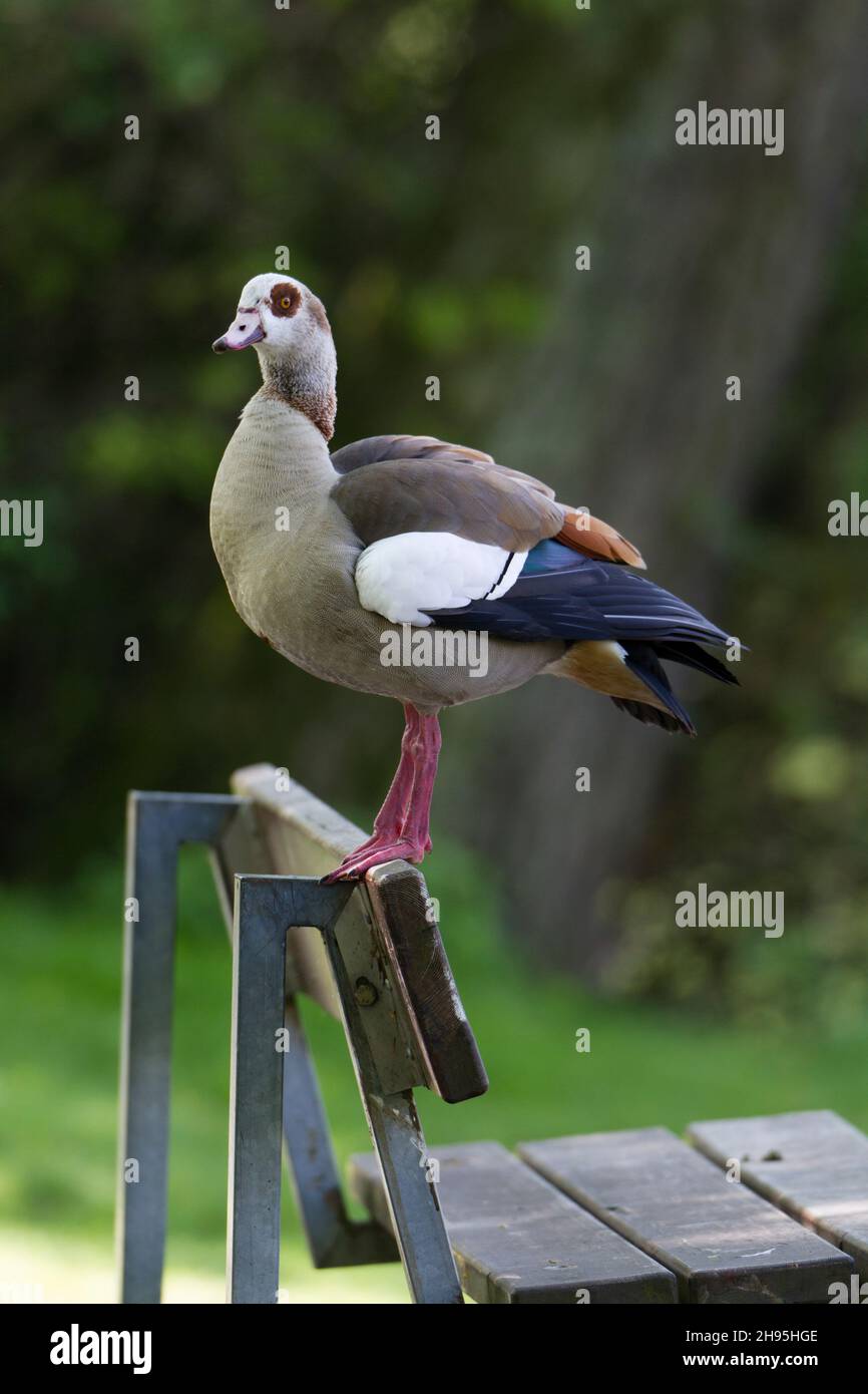 Egyptian Goose (Alopochen aegyptiaca), male perched on park bench, Lower Saxony, Germany Stock Photo