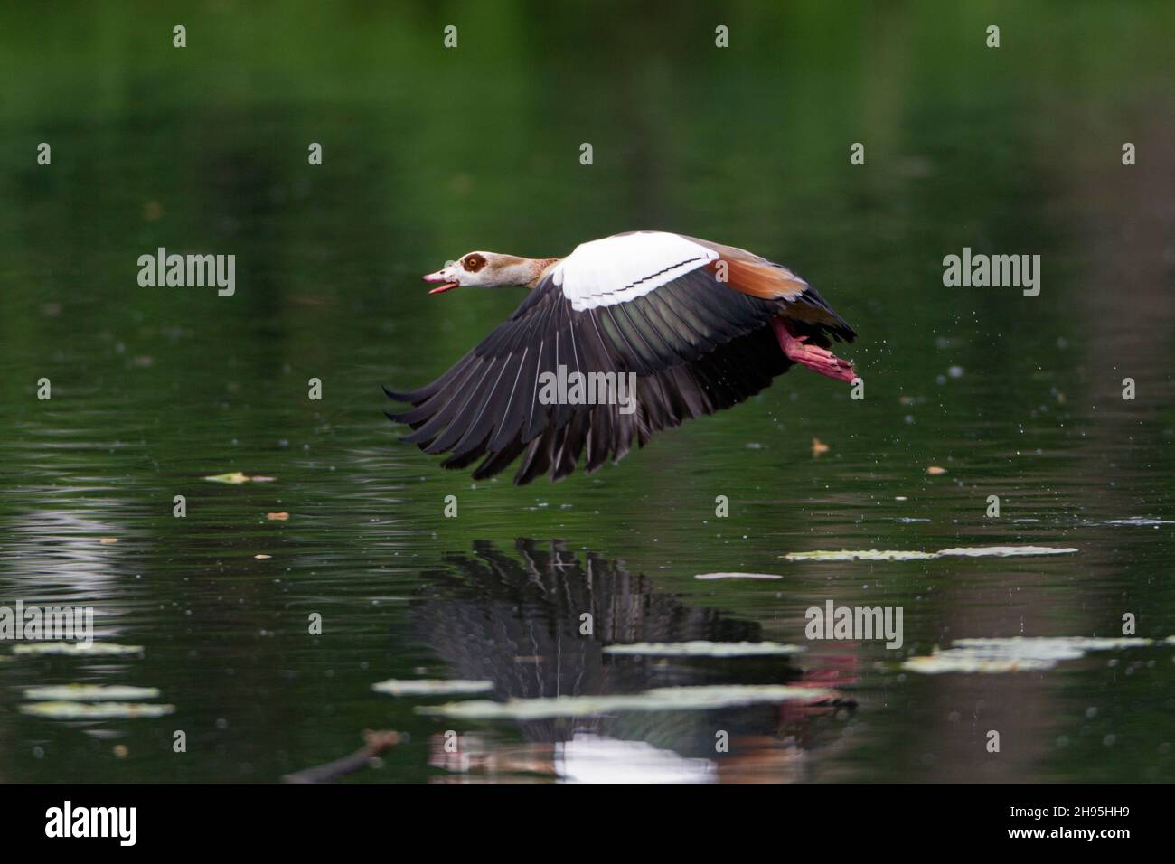 Egyptian Goose (Alopochen aegyptiaca), in flight, taking off from lake, Lower Saxony, Germany Stock Photo