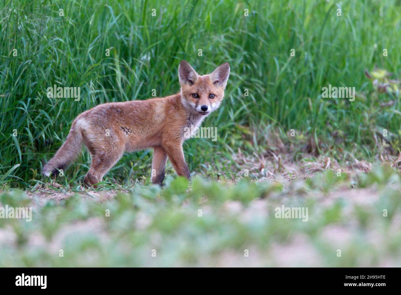 Cautious fox cub hi-res stock photography and images - Alamy