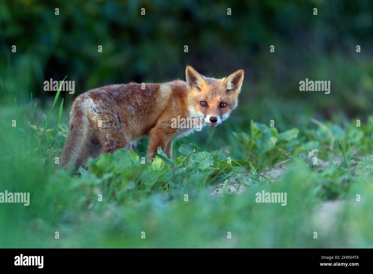 Cautious fox cub hi-res stock photography and images - Alamy