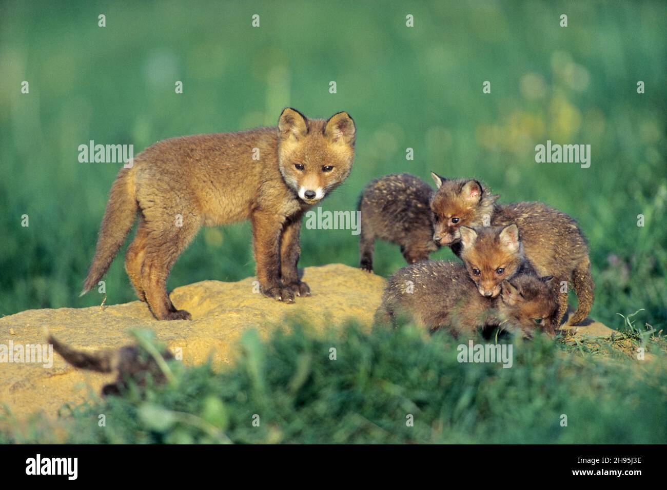 European red fox (Vulpes vulpes), two litters of fox cubs of different sizes and age, in front of den, Lower Saxony, Germany Stock Photo