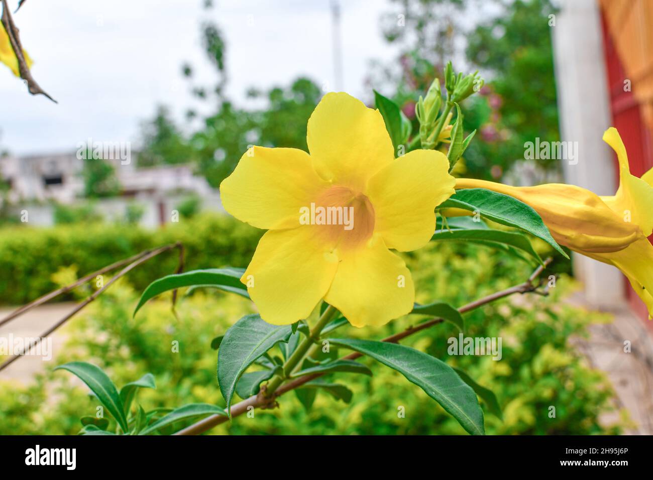 Allamanda cathartica . Golden Trumpet Flower With Green Leaves on Garden. Stock Photo