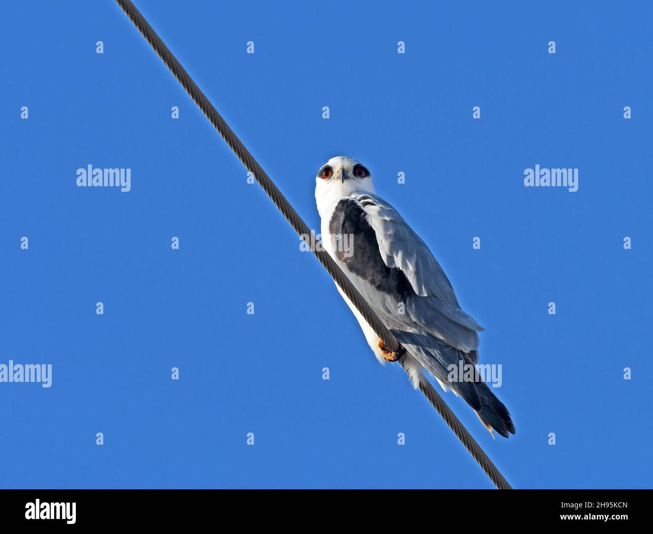 Black-shouldered kite rest on electricity cable Stock Photo