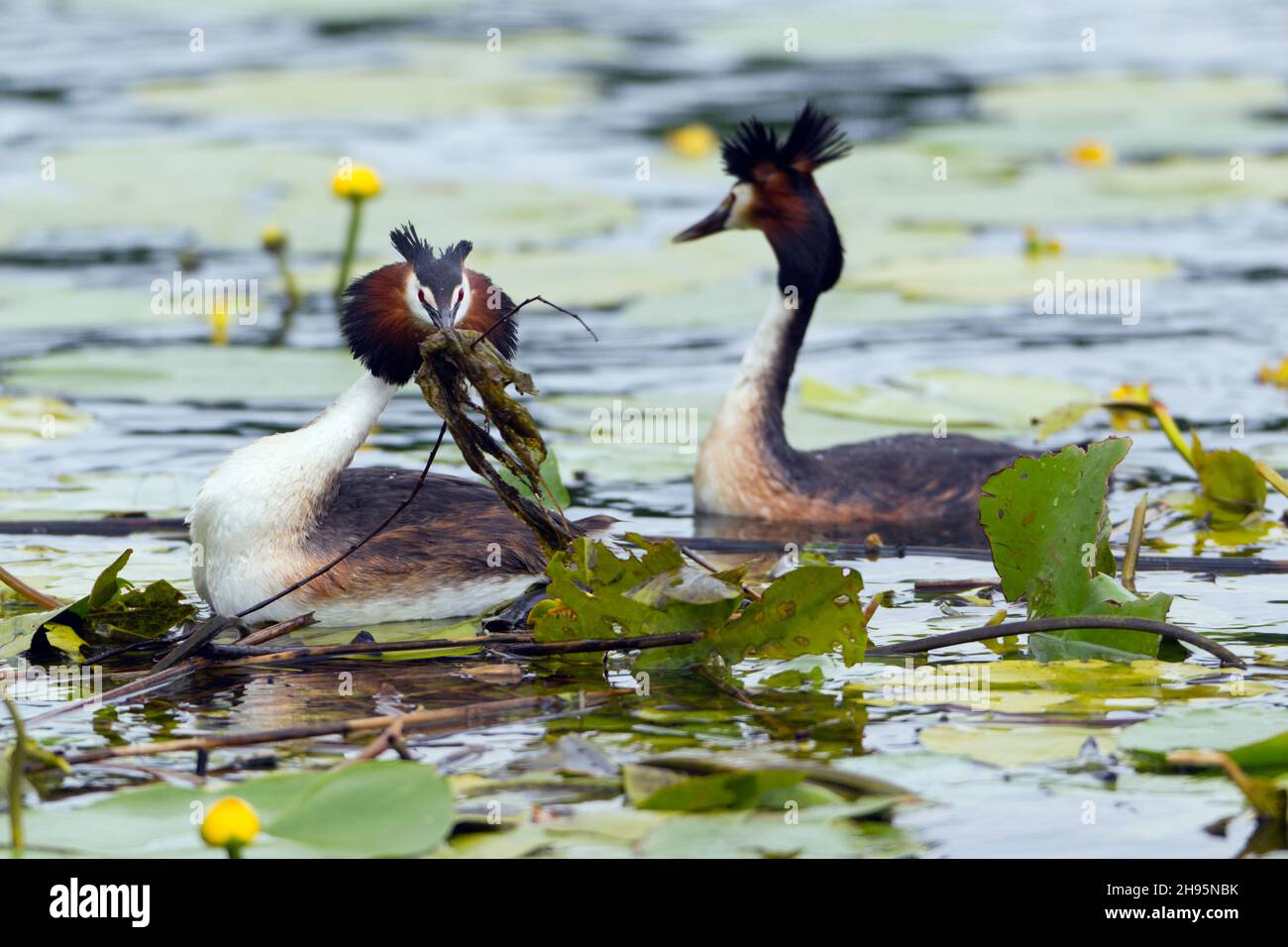 Great crested grebe, (Podiceps cristatus), pair on lake, building nest, Lower Saxony, Germany Stock Photo