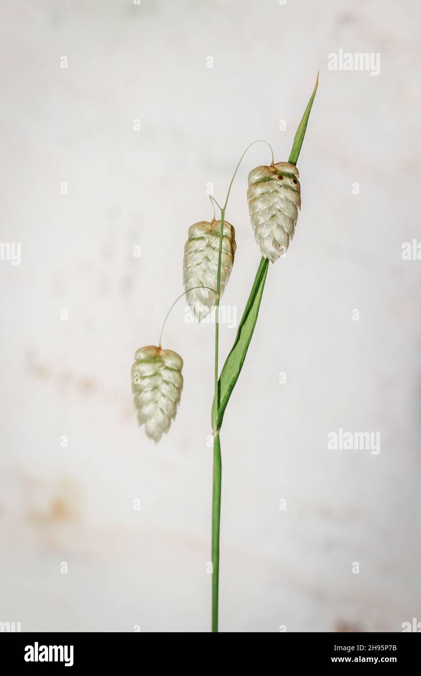 (Briza media) quaking-grass seeds during spring, Cape Town, South Africa Stock Photo