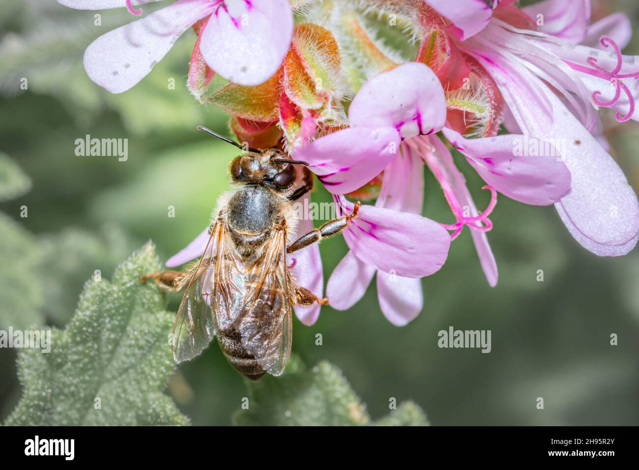Honey Bee (Apis) feeding on (Pelargonium graveolens) Rose scented geranium Wild flowers during spring, Cape Town, South Africa Stock Photo