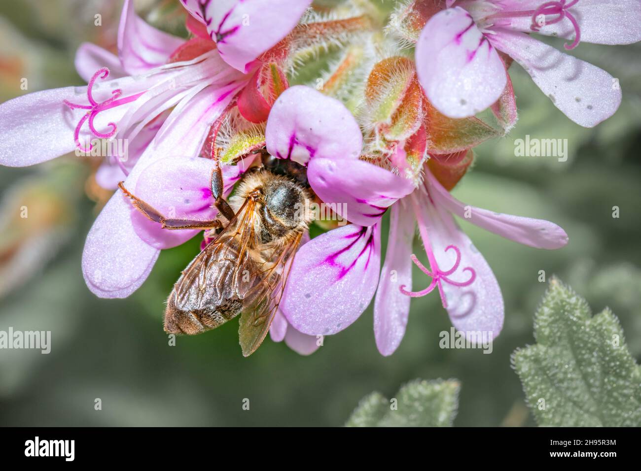 Honey Bee (Apis) feeding on (Pelargonium graveolens) Rose scented geranium Wild flowers during spring, Cape Town, South Africa Stock Photo