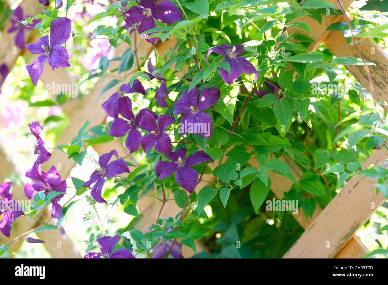 Purple flowers and green foliage on a wooden fence Stock Photo - Alamy