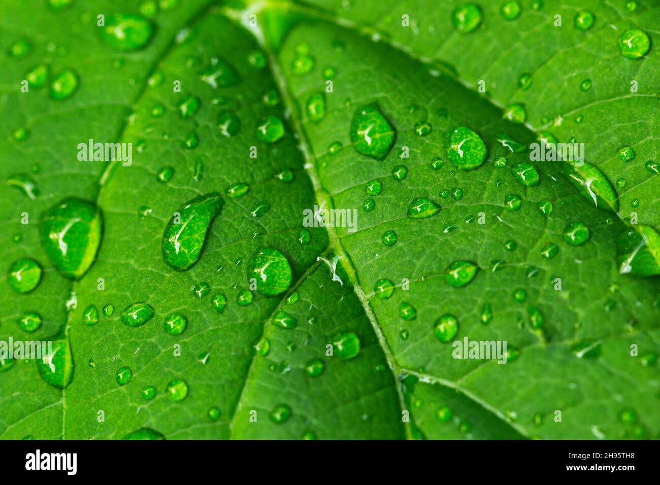 Macrophotography of drops of rain on a green leaf Stock Photo