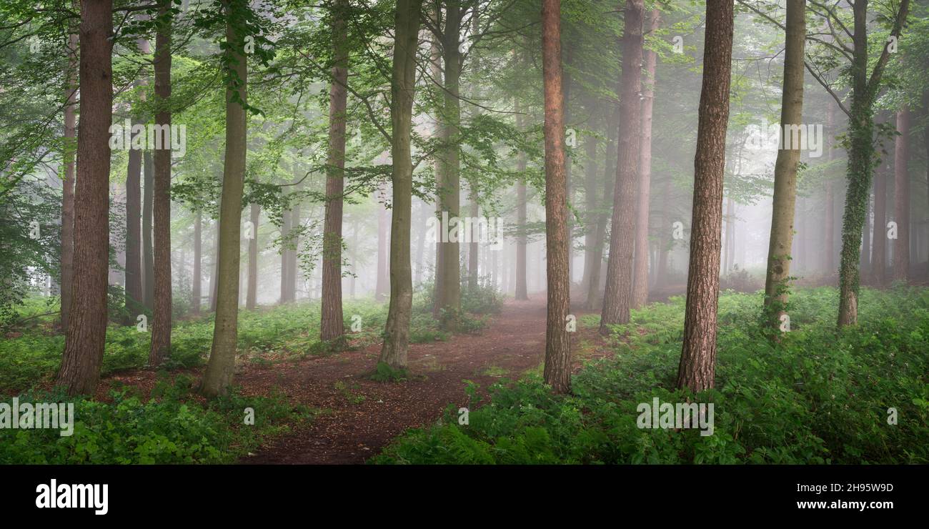 A hint of mist on a humid summer morning in Chevin Forest Park, Otley, adds depth to the vibrant woodland scene. Stock Photo
