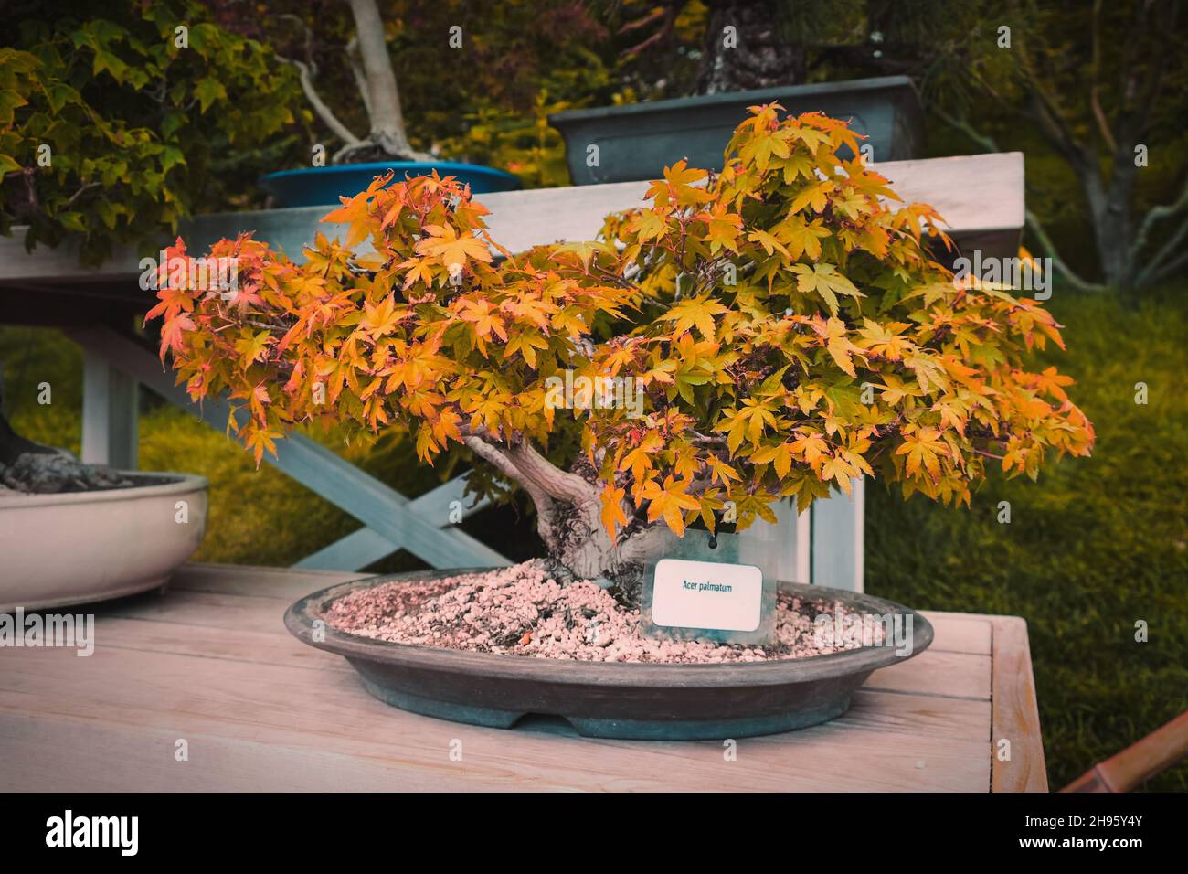Dwarf Maple tree or Acer Palmatum with autumn yellow red leaves in oval flowerpot container as bonsai on table Stock Photo