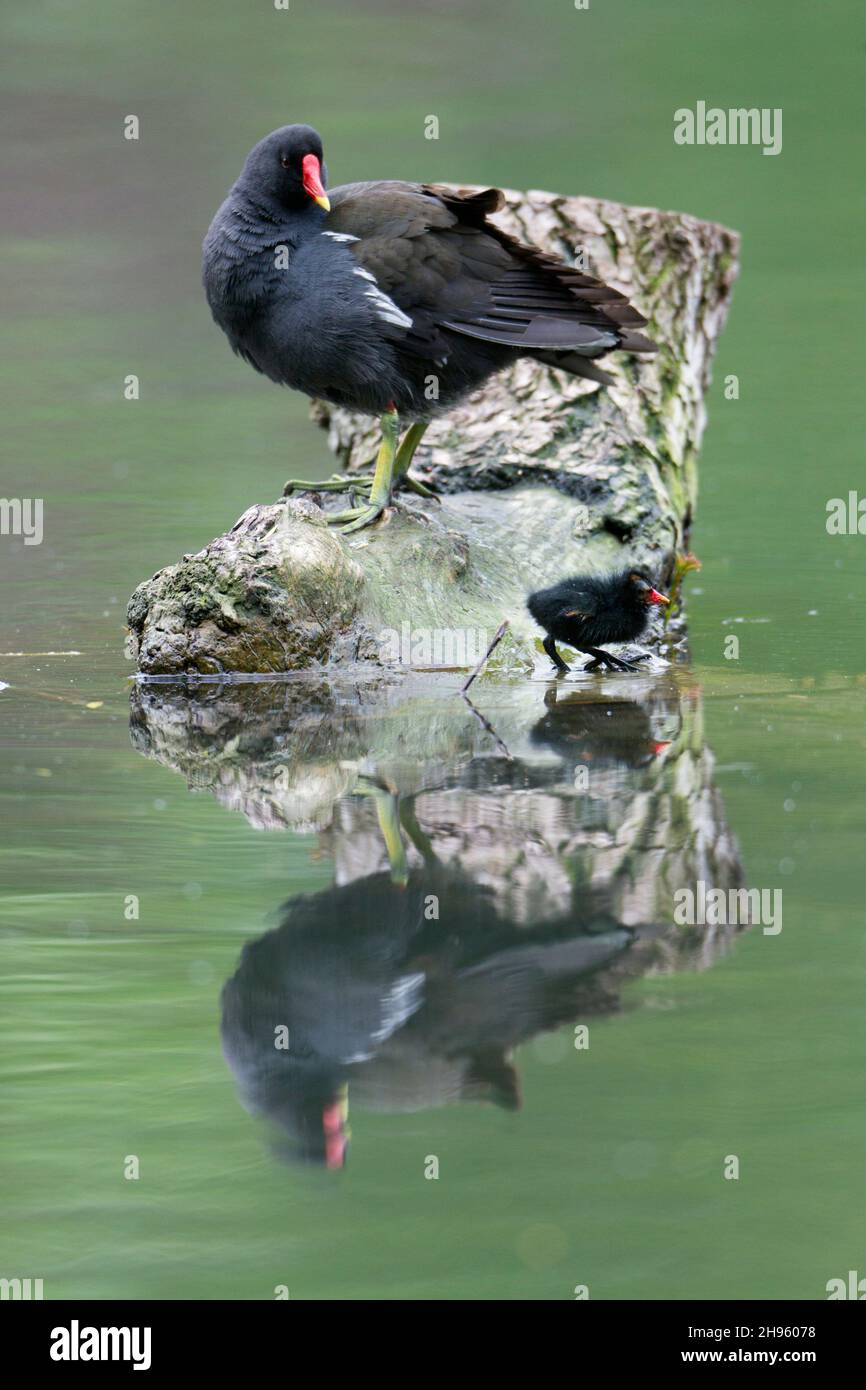 Moorhen, (Gallinula chloropus), with chick, resting, perched on tree stump, with reflection in water, Lower Saxony, Germany Stock Photo