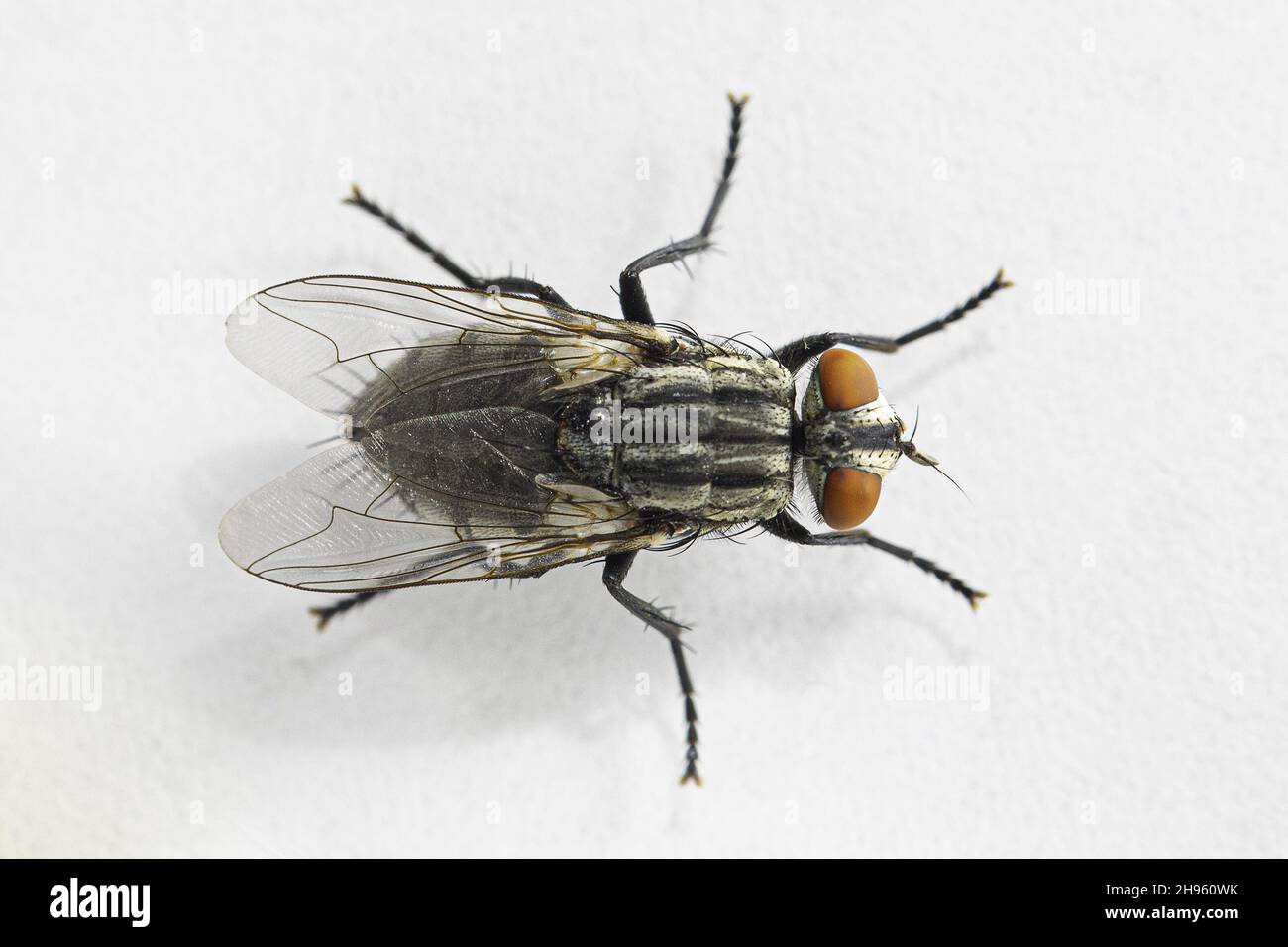 Closeup top view of a small housefly isolated against a white
