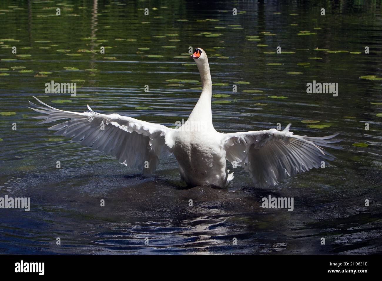 Mute Swan (Cygnus olor), in lake, rearing out of water, flapping its wings, imposing, Lower Saxony, Germany Stock Photo