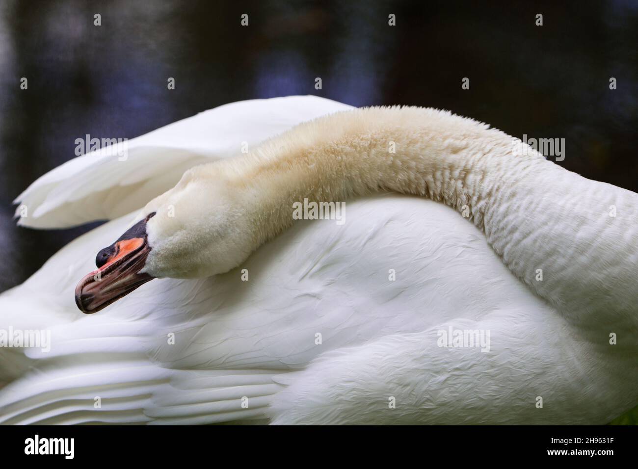 Mute Swan (Cygnus olor), preening itself, Lower Saxony, Germany Stock Photo
