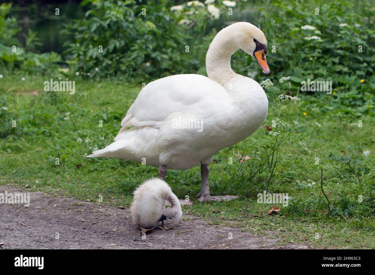 Mute Swan (Cygnus olor), parent bird with cygnet, which is preening itself, Lower Saxony, Germany Stock Photo