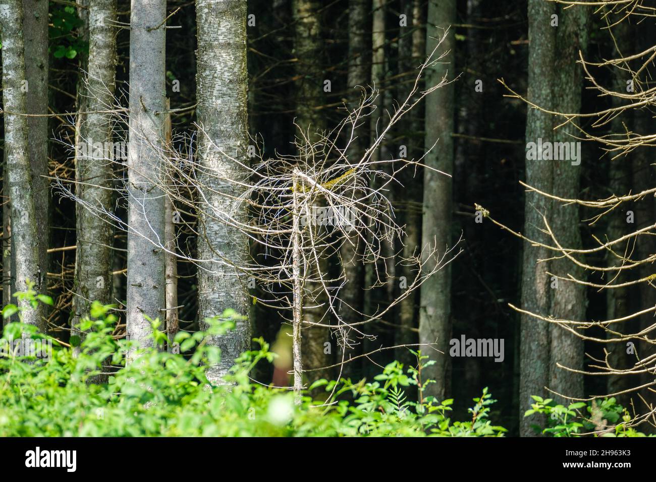 dry fallen tree trunks in old forest in autumn sunny day Stock Photo ...