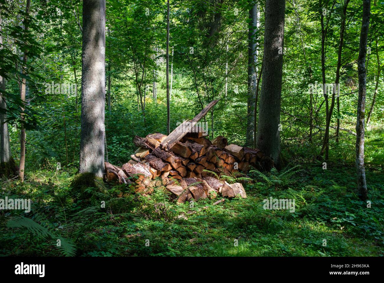 dry fallen tree trunks in old forest in autumn sunny day Stock Photo ...