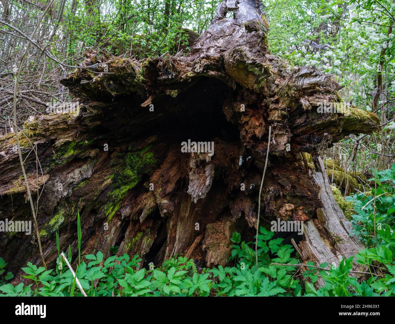 dry fallen tree trunks in old forest in autumn sunny day Stock Photo ...