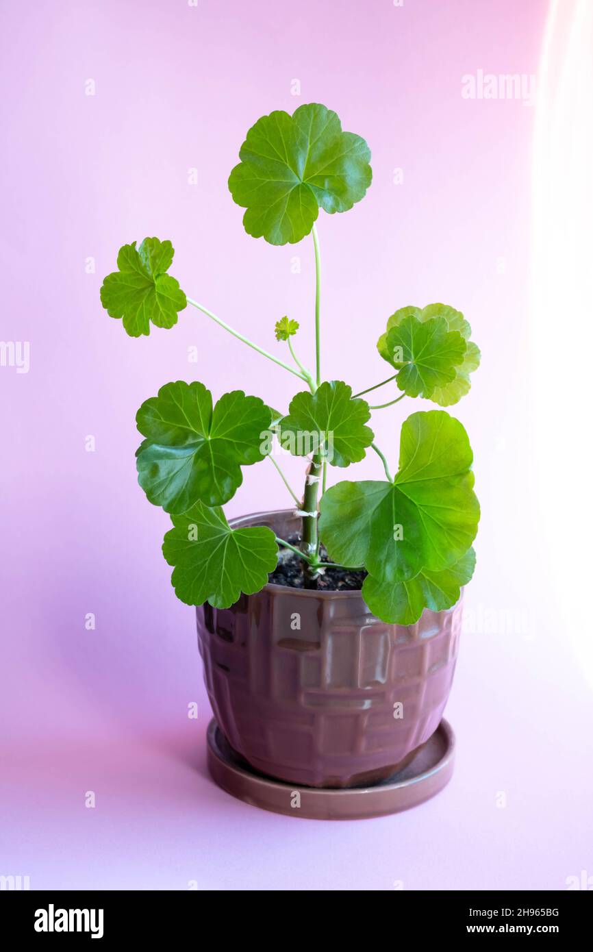 Geranium in a brown pot on a pink background. Young geranium shoots. Stock Photo