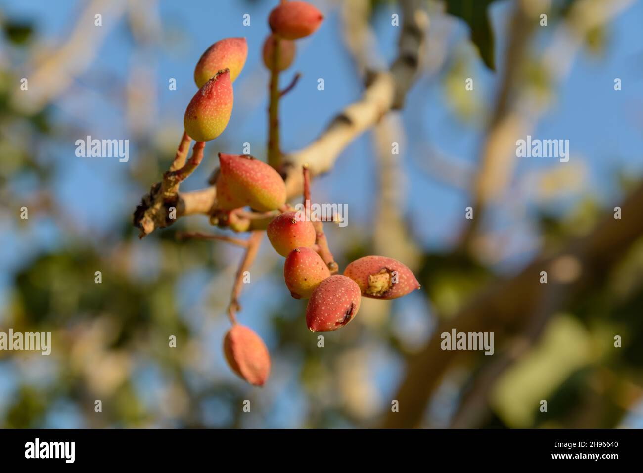 infected Fruits of pistachio tree and fresh pistachios with blur