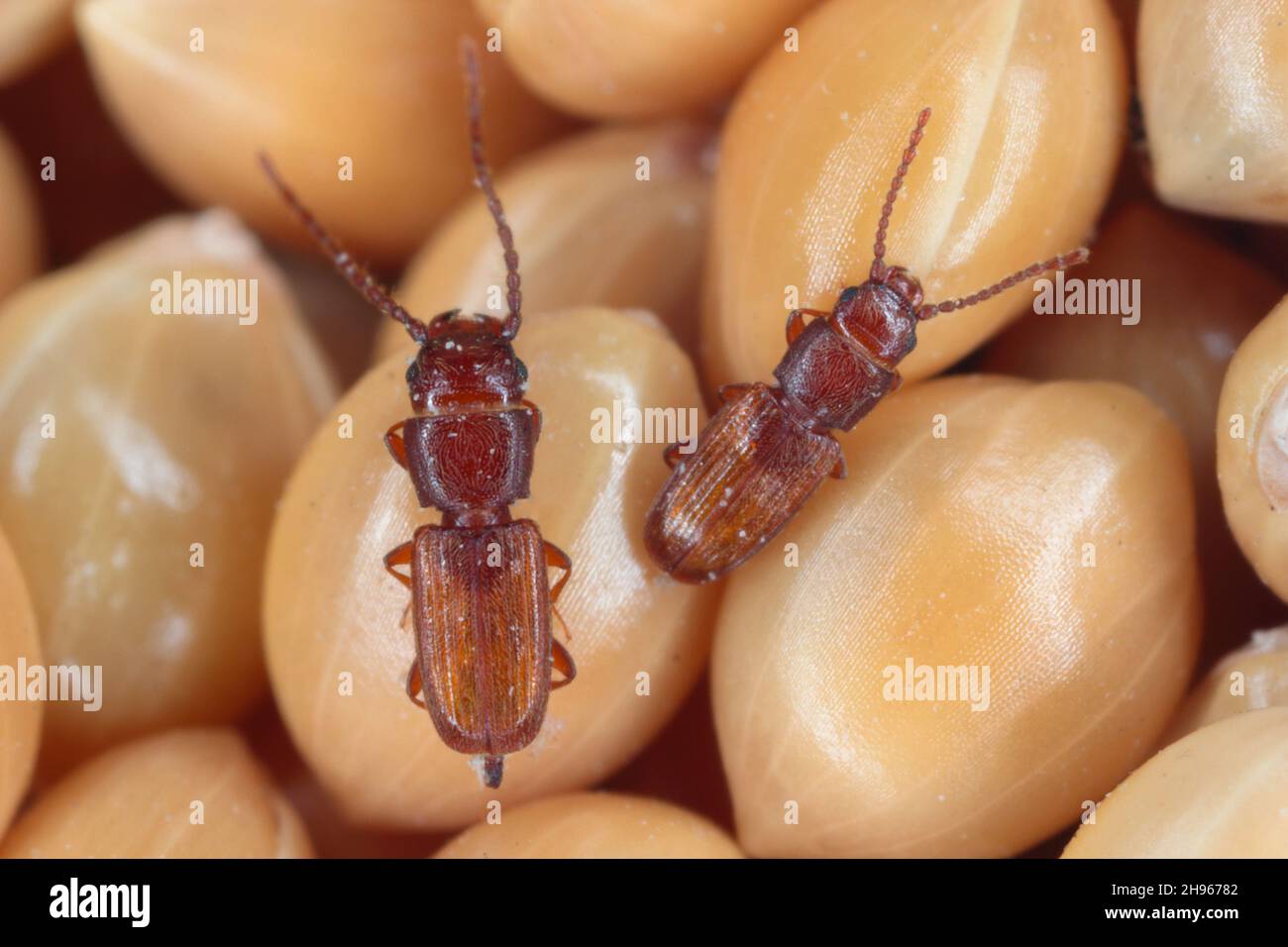 Rusty grain beetle Cryptolestes ferrugineus from the family Laemophloeidae (lined flat bark beetles), known as economically important pests. Stock Photo