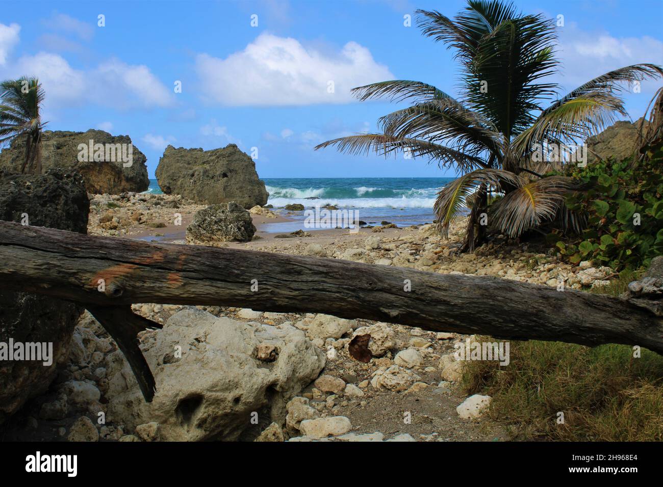 Palm trees growing coastal beach hi-res stock photography and images ...