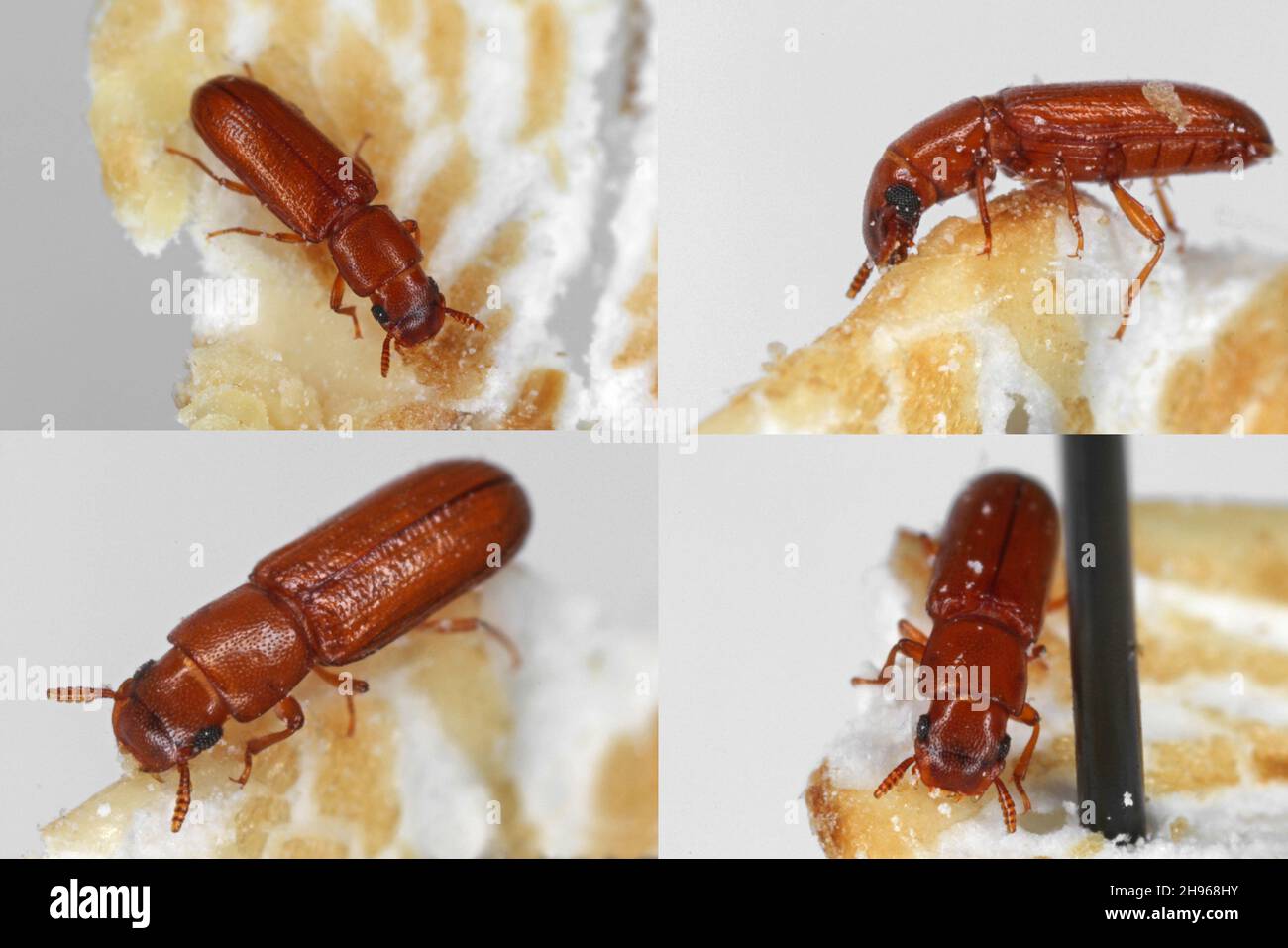 Latheticus oryzae common name Long headed Flour Beetle in the family Tenebrionidae, the darkling beetles. Stock Photo