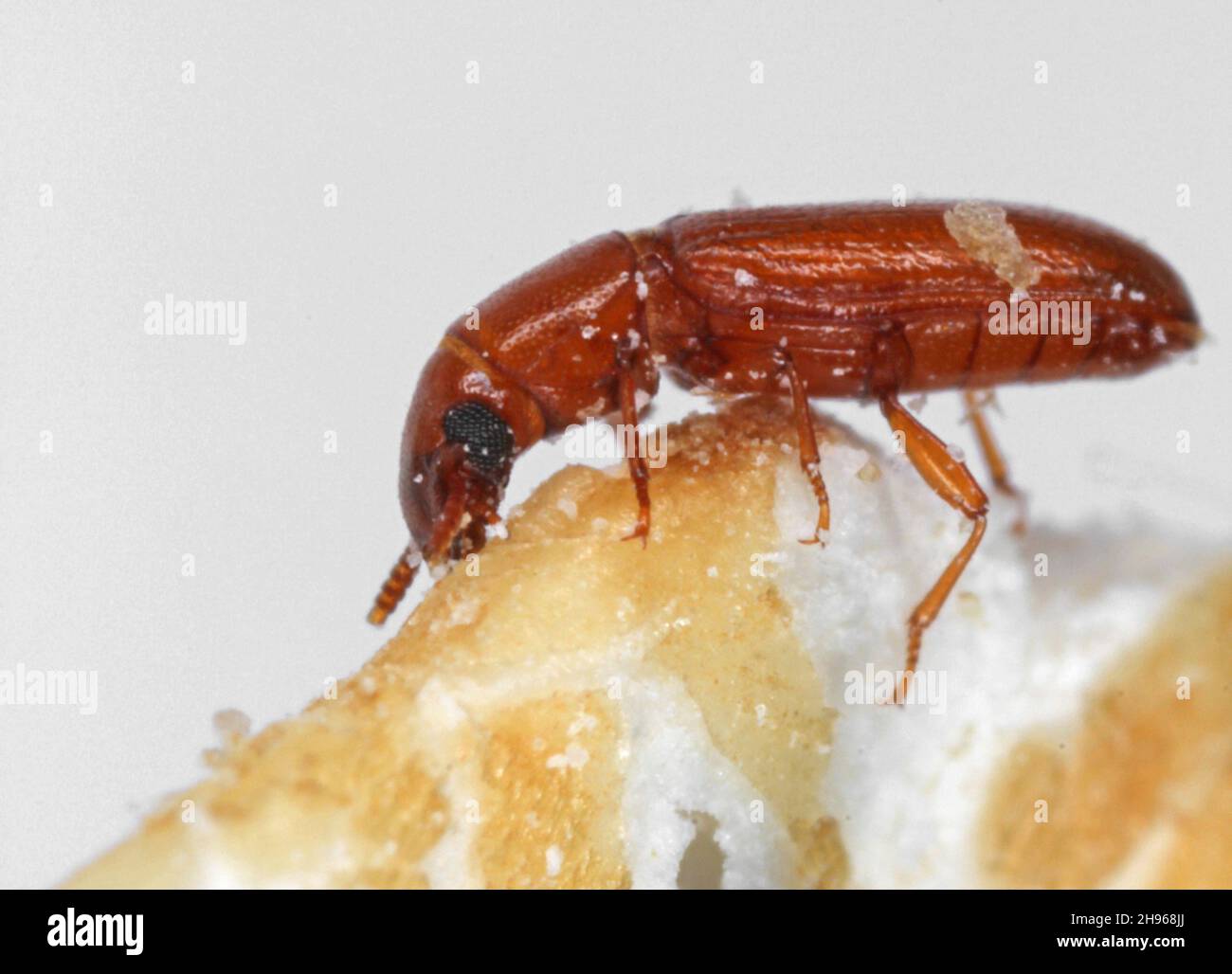 Latheticus oryzae common name Long headed Flour Beetle in the family Tenebrionidae, the darkling beetles. Stock Photo