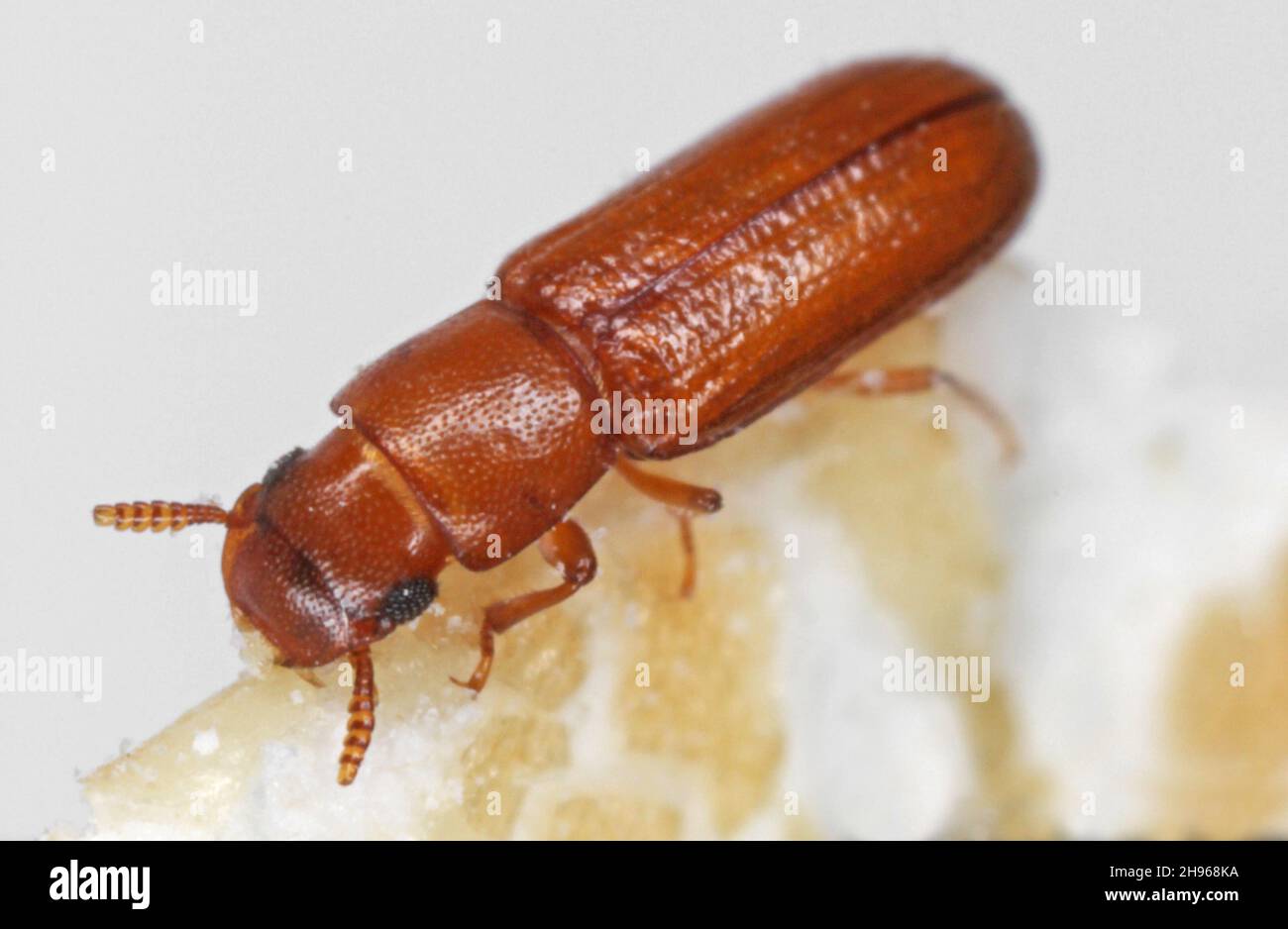 Latheticus oryzae common name Long headed Flour Beetle in the family
