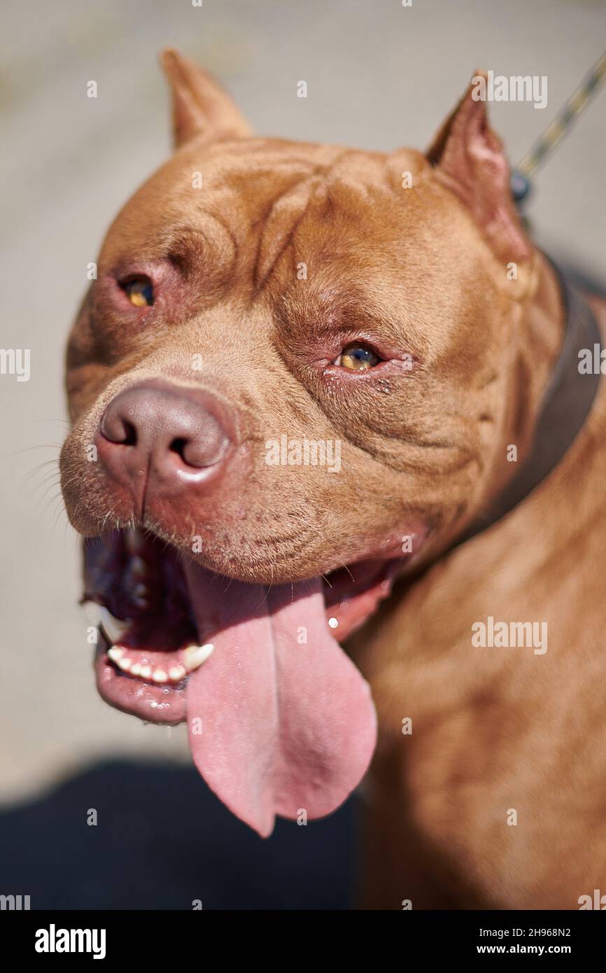American Pitbull Terrier XL Bully Stock Photo