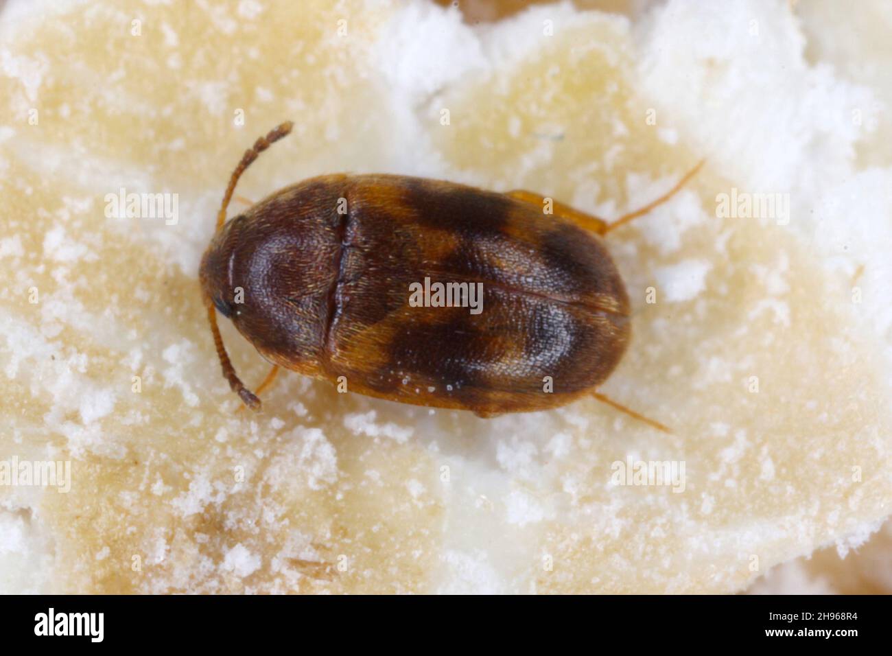 The stored grain fungus beetle (Litargus balteatus) is a species of hairy fungus beetle in the family Mycetophagidae. Stock Photo