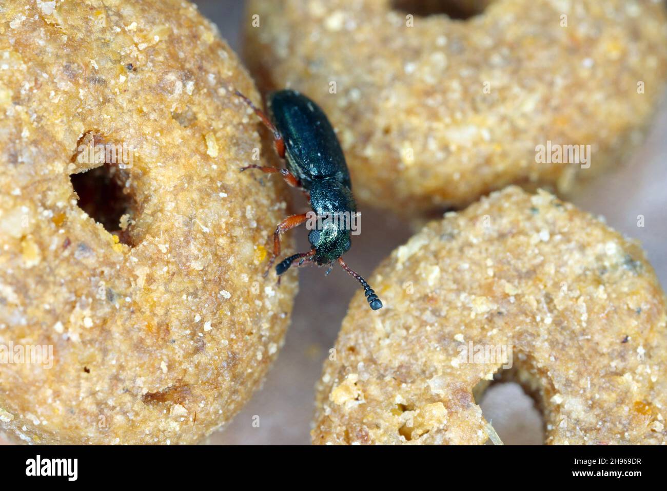 The redlegged ham beetle Necrobia rufipes in the family Cleridae. Pest