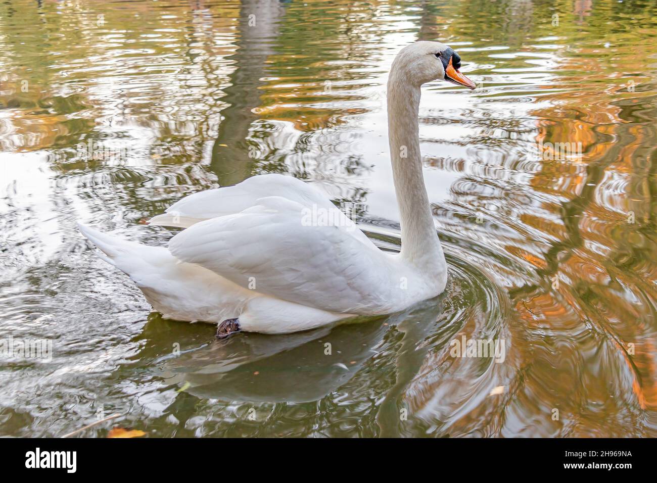 A white male swan swimming in a pond Stock Photo