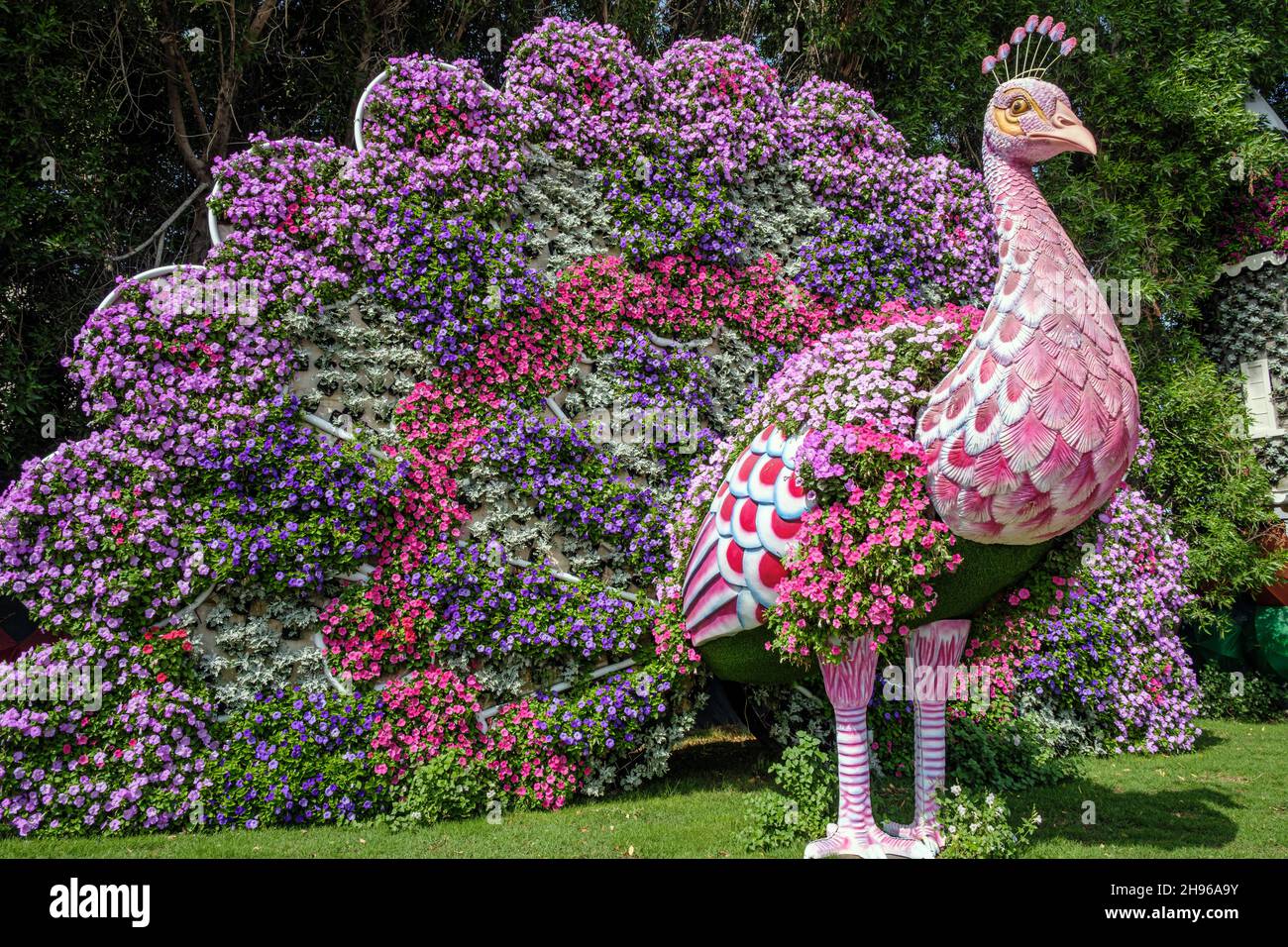 A floral peacock covered with petunias at the Dubai Miracle Garden Stock Photo