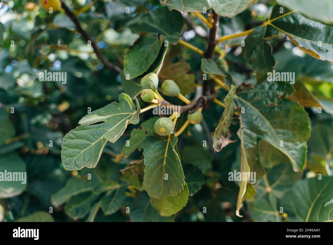 Fig tree bunch leaves fruit hi-res stock photography and images - Alamy