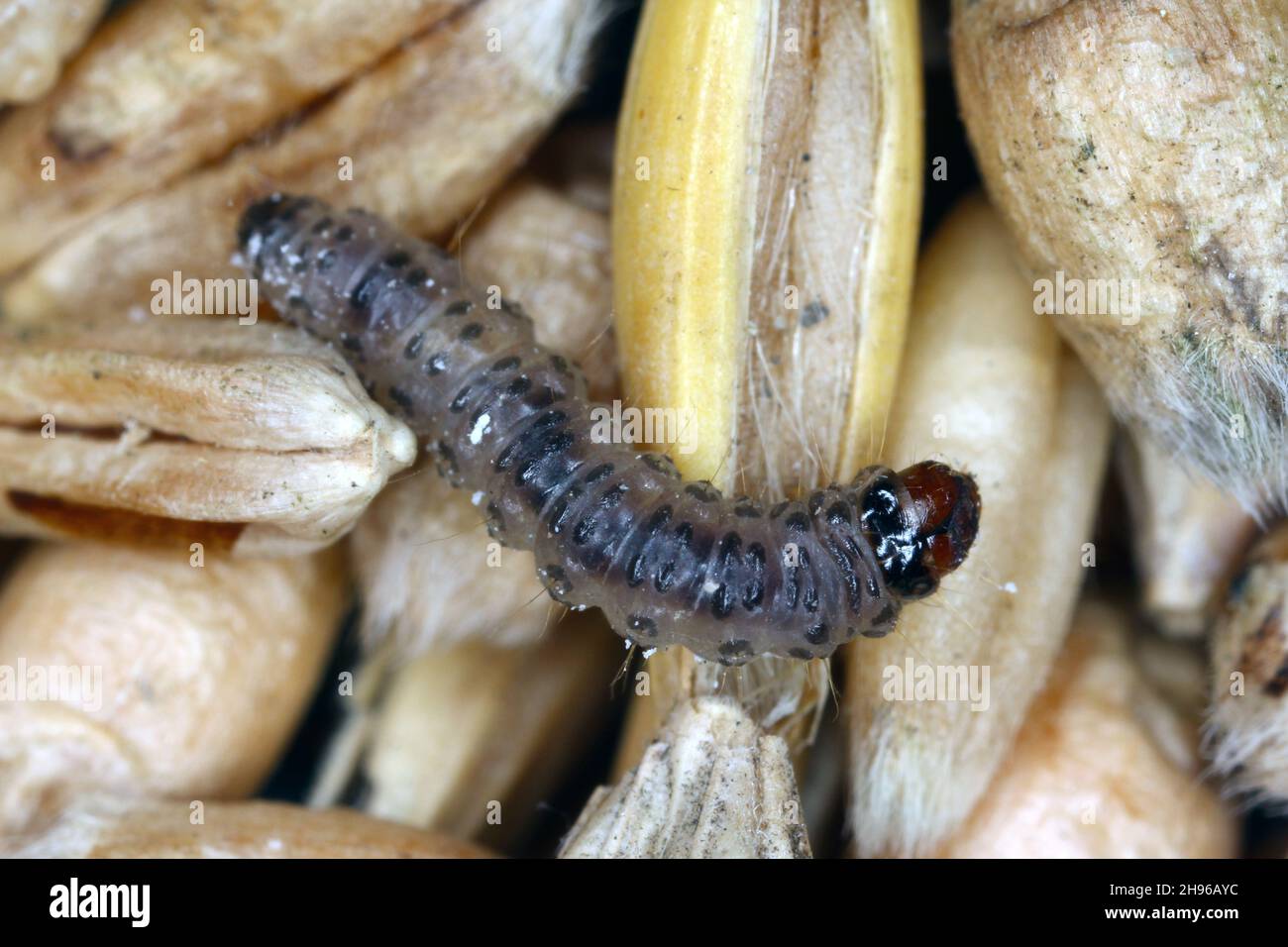 Caterpillar of European grain worm or European grain moth Nemapogon granella is a species of tineoid moth from fungus moth family (Tineidae). Stock Photo