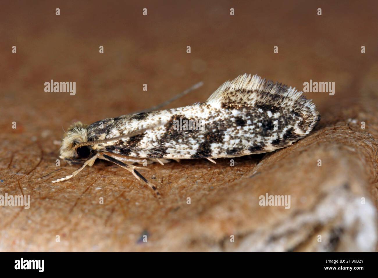 European grain worm or European grain moth Nemapogon granella is a species of tineoid moth. It belongs to the fungus moth family (Tineidae). Stock Photo