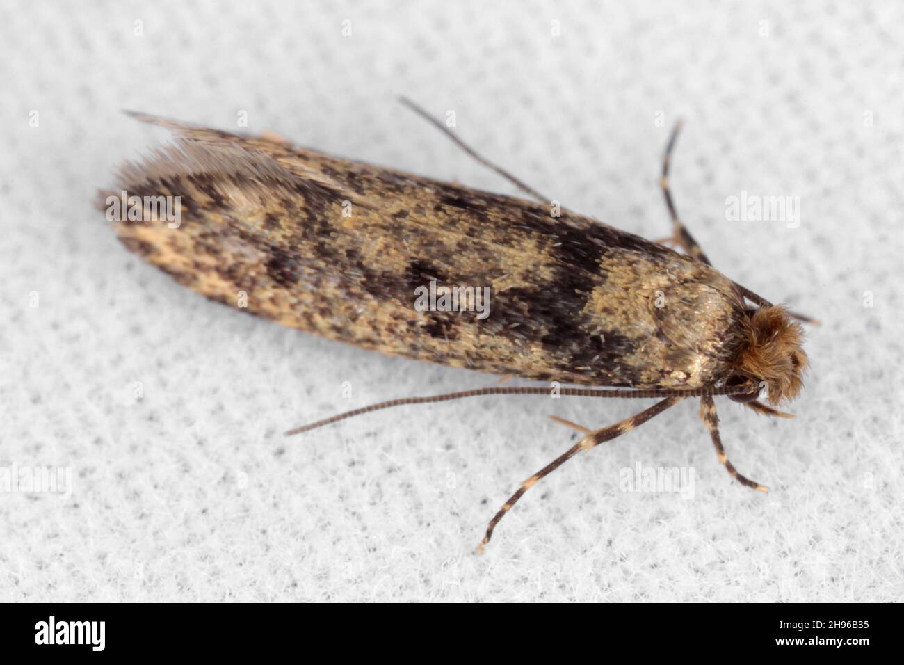 The brown-dotted clothes moth Niditinea fuscella is a species of tineoid moth. It belongs to the fungus moth family Tineidae. Common house moth. Stock Photo