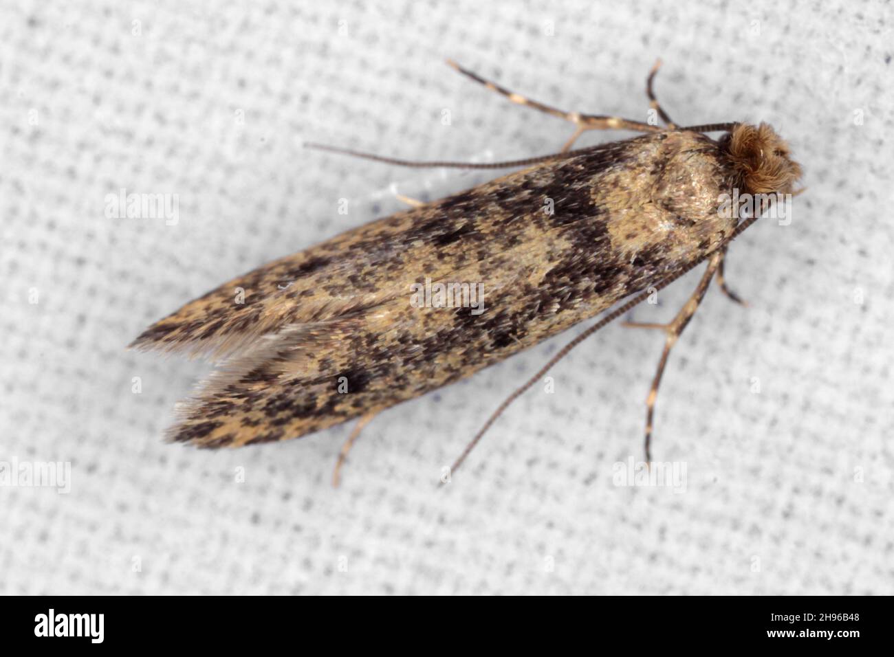 The brown-dotted clothes moth Niditinea fuscella is a species of tineoid moth. It belongs to the fungus moth family Tineidae. Common house moth. Stock Photo