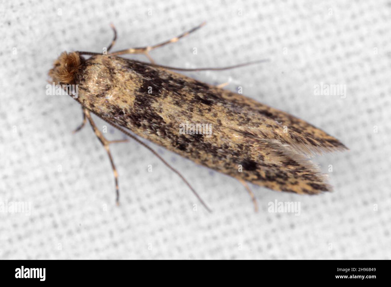 https://c8.alamy.com/comp/2H96B49/the-brown-dotted-clothes-moth-niditinea-fuscella-is-a-species-of-tineoid-moth-it-belongs-to-the-fungus-moth-family-tineidae-common-house-moth-2H96B49.jpg