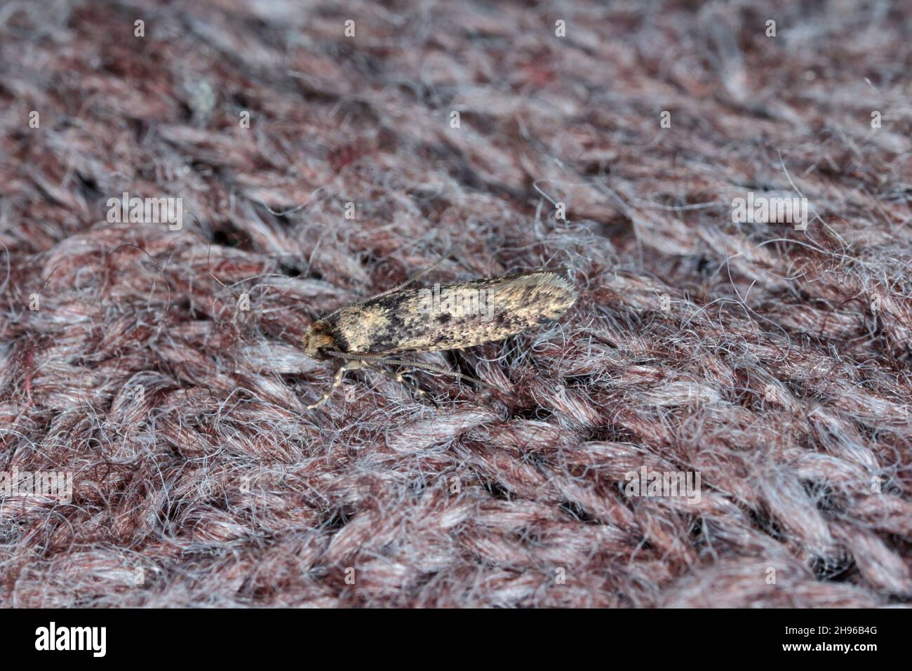 Dried fruit moths hires stock photography and images Alamy